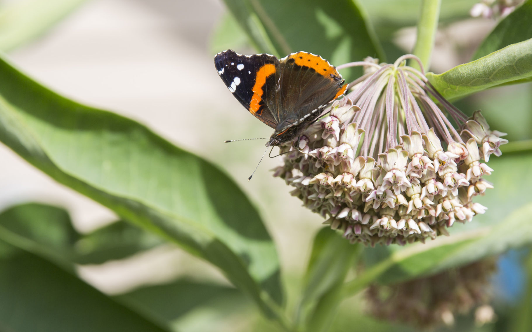 071519kw-butterflies-06